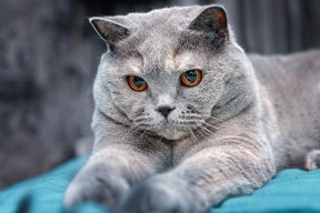 开云平台-史上“爆炸”扣篮大比拼，谁才是真正的飞天英雄？，扣篮爆发训练